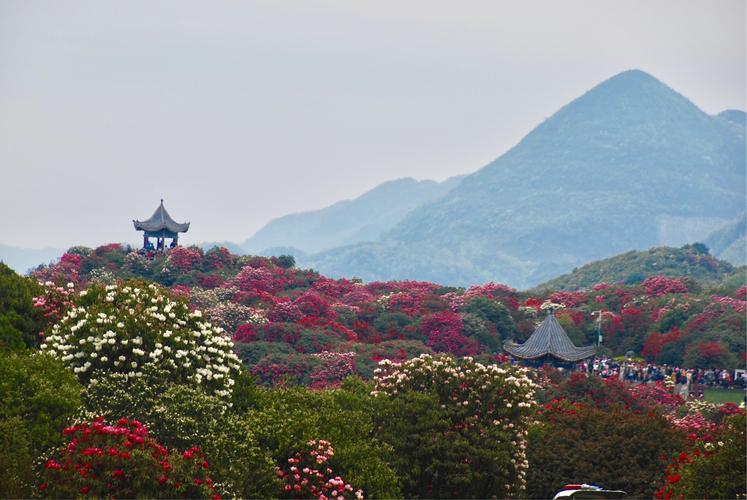 百里杜鹃风景名胜区-百里杜鹃风景名胜区海拔高度