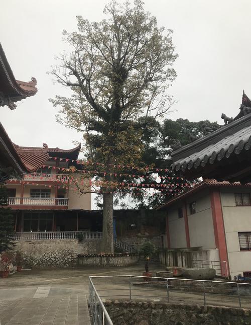 霞浦建善寺-霞浦建善寺的简介