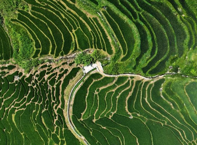 尤溪联合梯田-尤溪联合梯田景区