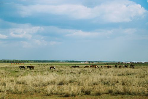 草原旅游去哪里好草原旅游胜地-草原旅游去哪里