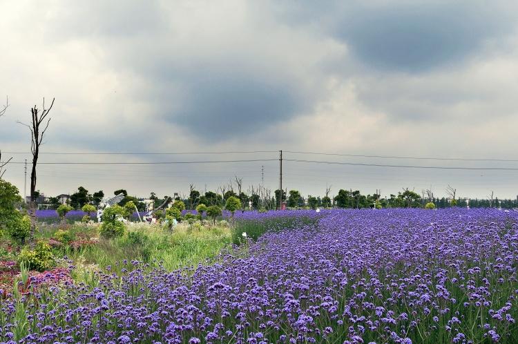 上海崇明岛薰衣草节-上海崇明岛薰衣草节旅游攻略