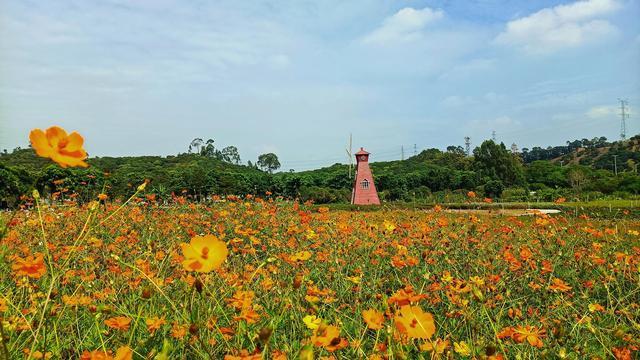 东莞松湖花海-东莞松湖花海景区