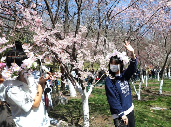 北京玉渊潭公园樱花节-北京玉渊潭公园樱花节时间