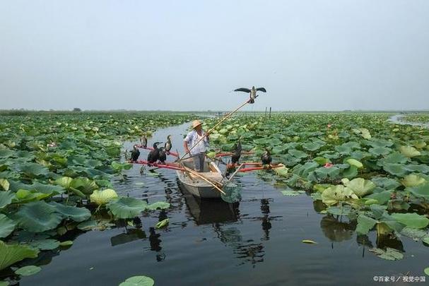 保定白洋淀旅游-保定白洋淀旅游攻略