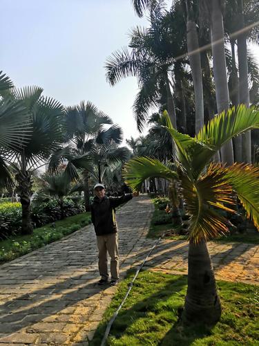 湛江南亚热带植物园-湛江南亚热带植物园门票