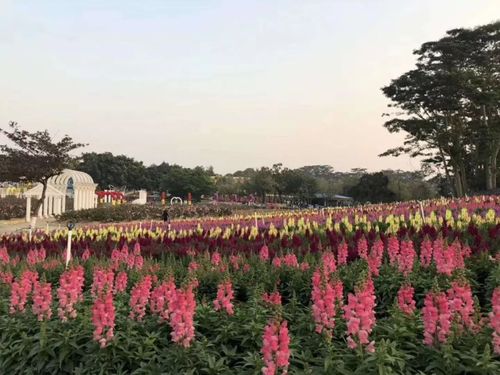 松湖花海-松湖花海在哪里