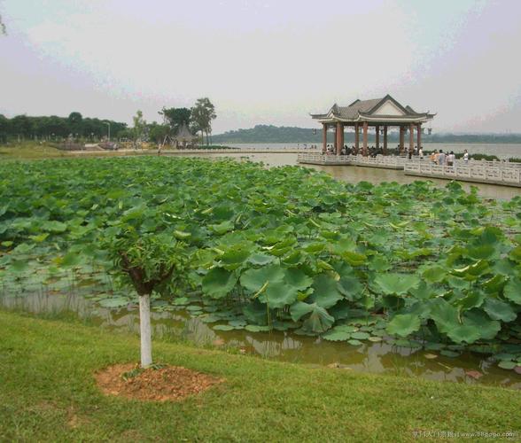 东莞松湖烟雨-东莞松湖烟雨要门票吗