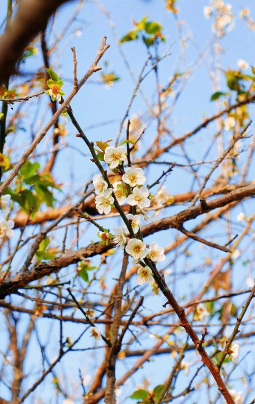 广州萝岗香雪公园-广州萝岗香雪公园梅花什么时候开