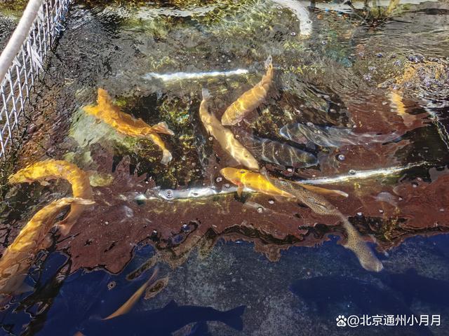 虹鳟鱼一条沟-虹鳟鱼一条沟农家院排名