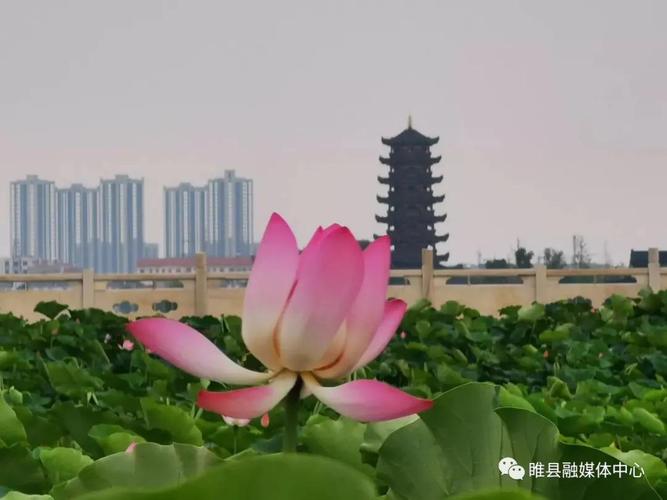 睢县北湖-睢县北湖景区