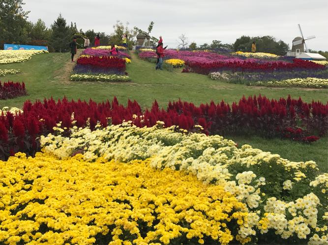 国际鲜花港-国际鲜花港菊花展日期