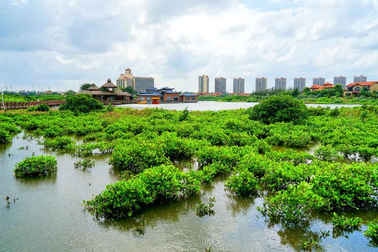 海南红树湾-海南红树湾湿地公园