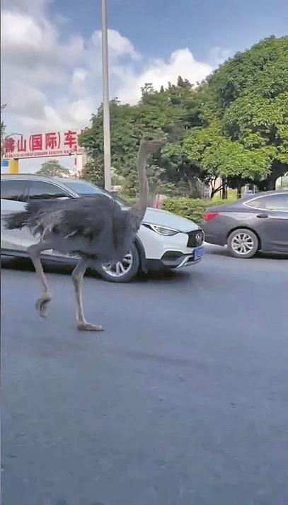 鸵鸟会攻击汽车吗为什么（鸵鸟会主动攻击吗）