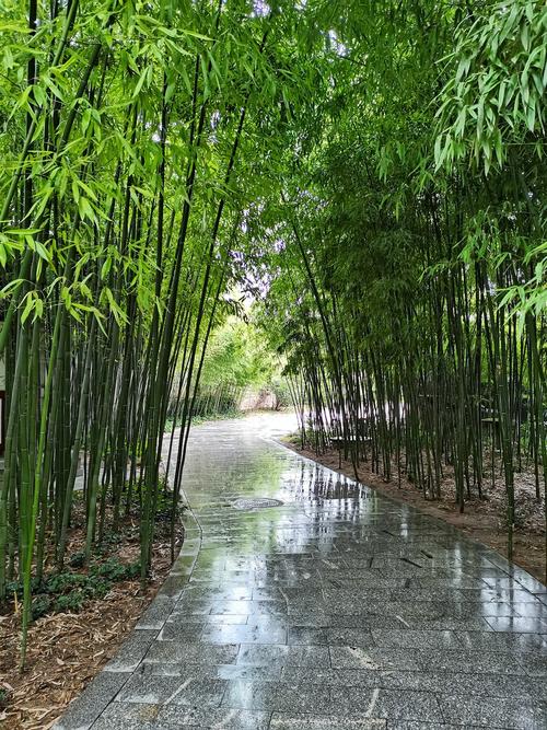 雨后多久可以外出旅游-雨后可以出去散步吗