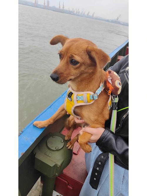 狗狗旅游坐船要多久-坐船狗狗需要办什么手续才能上船