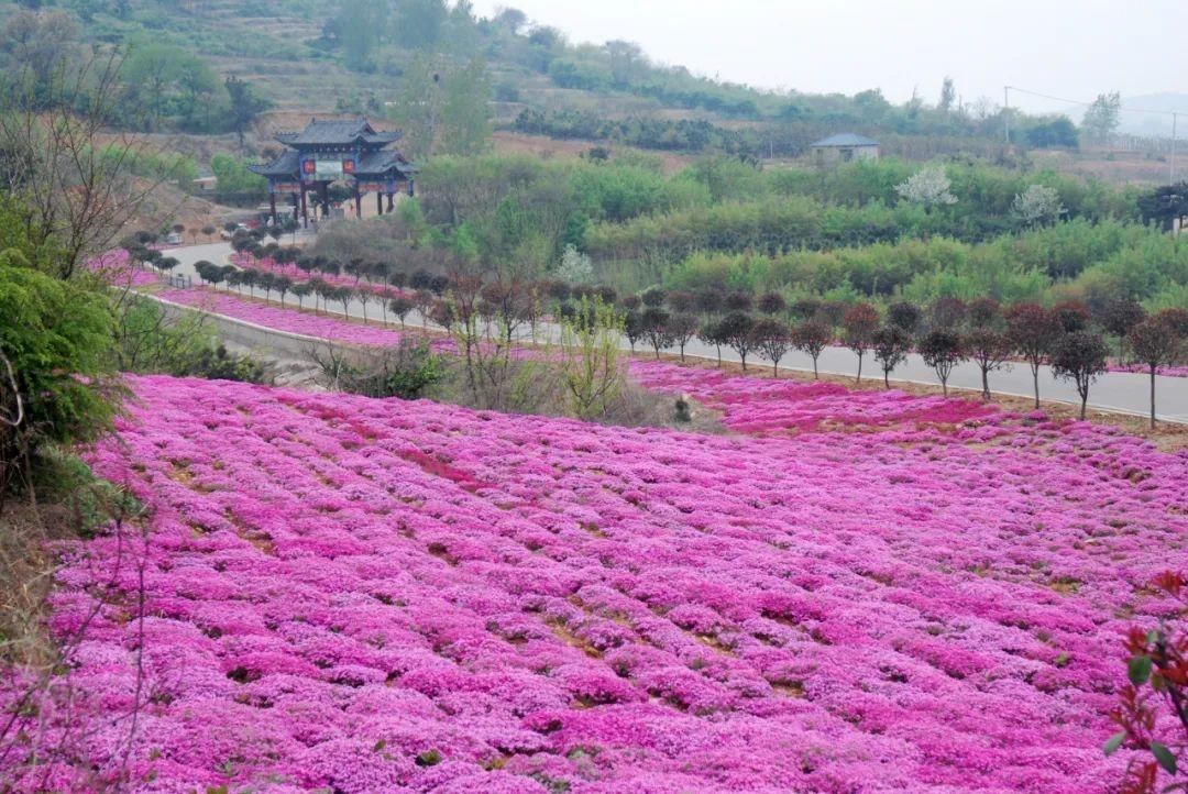 沂蒙花开旅游景区游玩多久-沂蒙花开旅游景区游玩多久能逛完