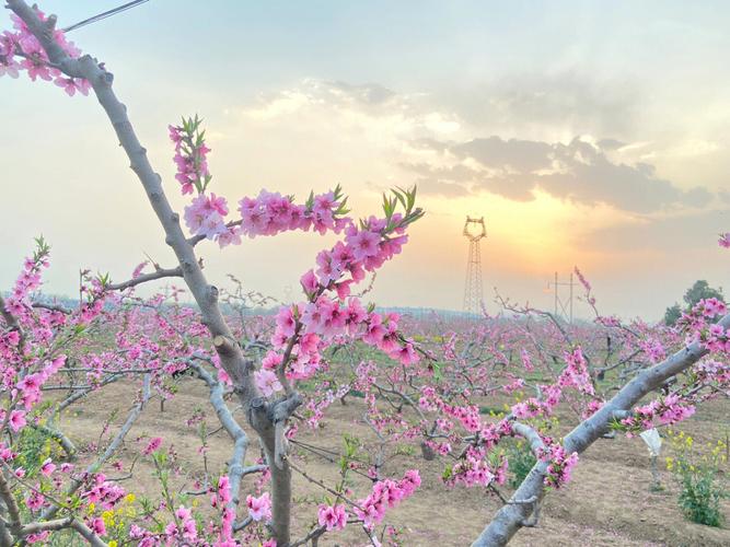 桃花多久开放旅游景区呢-桃花什么时候开放什么时间