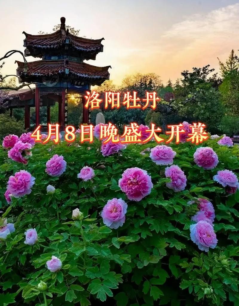 洛阳牡丹旅游花期多久-洛阳牡丹花旅游景点